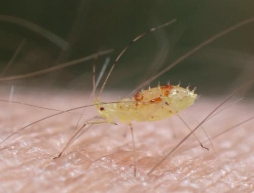 Calaphis flava